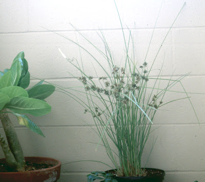 How to Plant in Pots Yard Garden This Old House
