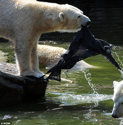 Polar bear attacking a woman at Berlin Zoo. www.uwillcgossip.com
