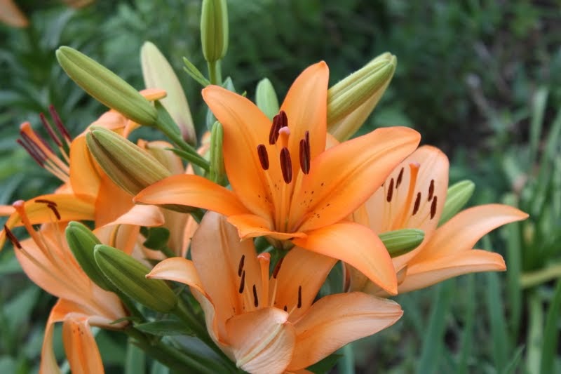 Lilies blooming today Where to buy more