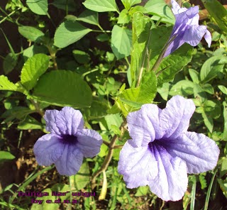 Shavyra S Blog Bunga Liar Tanpa Nama Yang Cantik