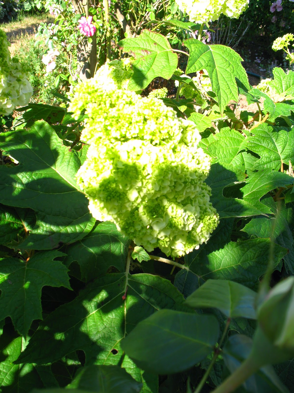 Limelight Hydrangeas In Bloom