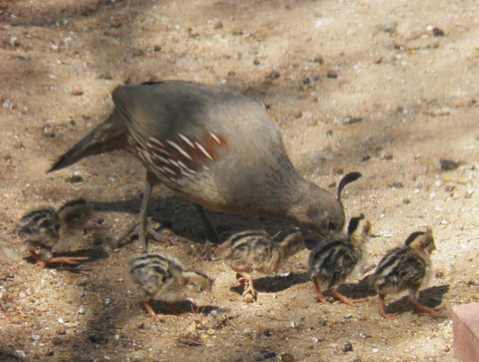 Arizona Beetles, Bugs, Birds and more The first Gambel's Quail chicks