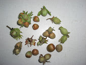 HAZEL NUTS