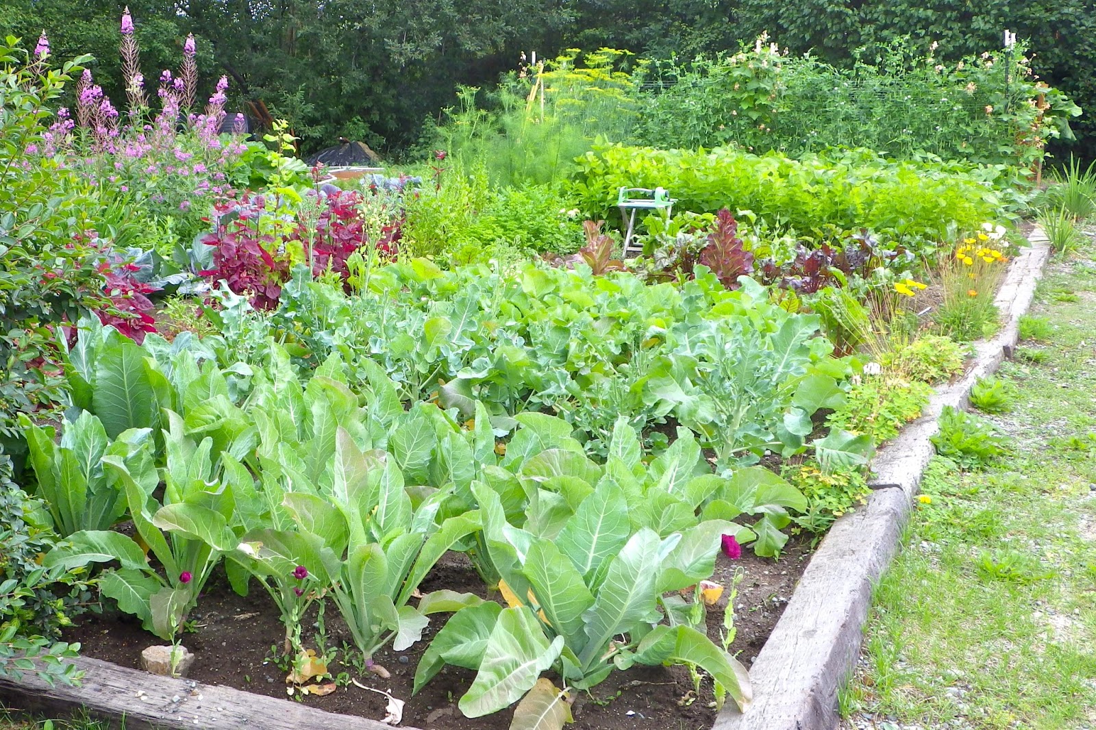 Progressive Alaska Catching Up on the 2013 Vegetable Gardens