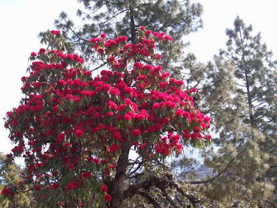 Lucknow mall malls wave shopping Uttarakhand land of God: 05/09/11