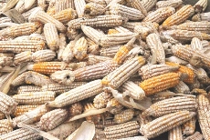Manica - Garantida segurança alimentar em Sussundenga