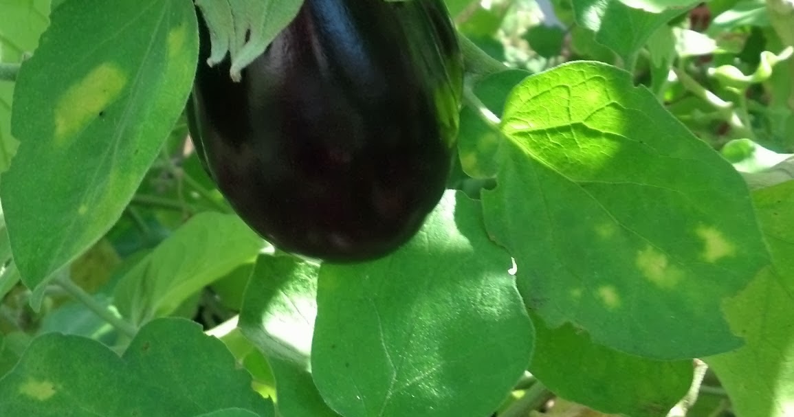 Back to the Basics! Growing Eggplant from Seed to Harvest