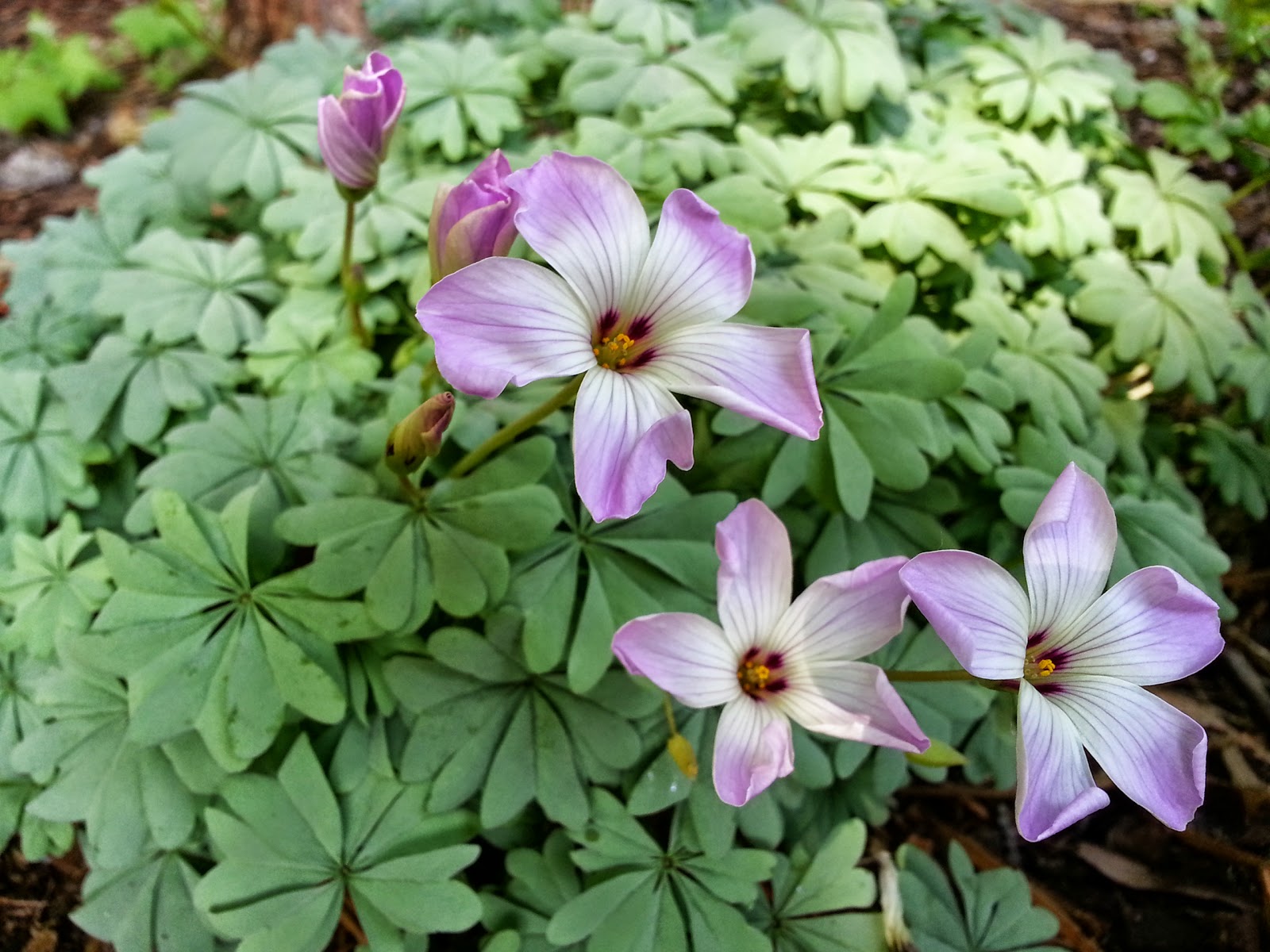My Hingham Gardens My Love Hate Relationship With Pieris Japonica