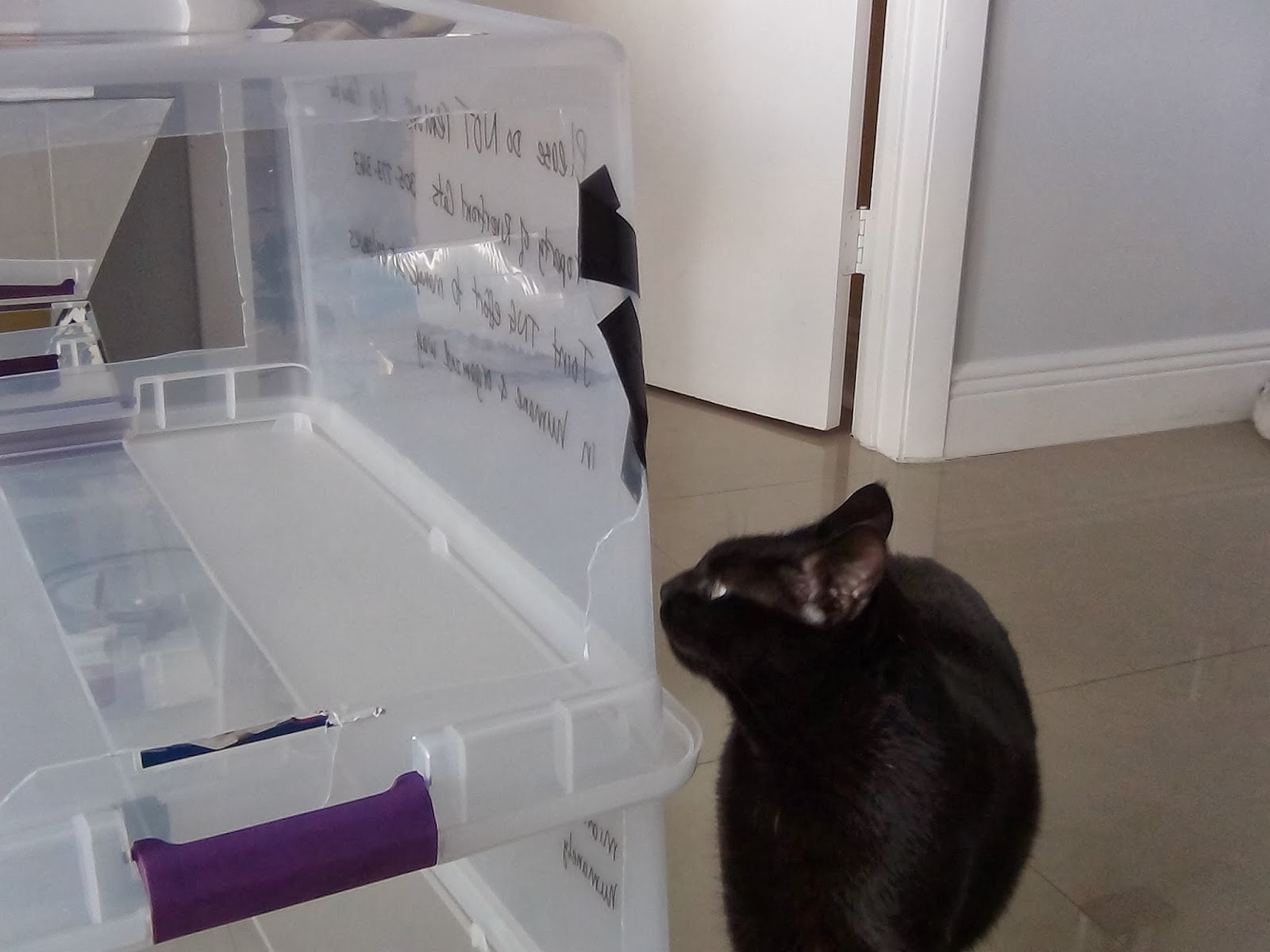 Riverfront Cats, Downtown Miami Building Temporary Cat Shelters