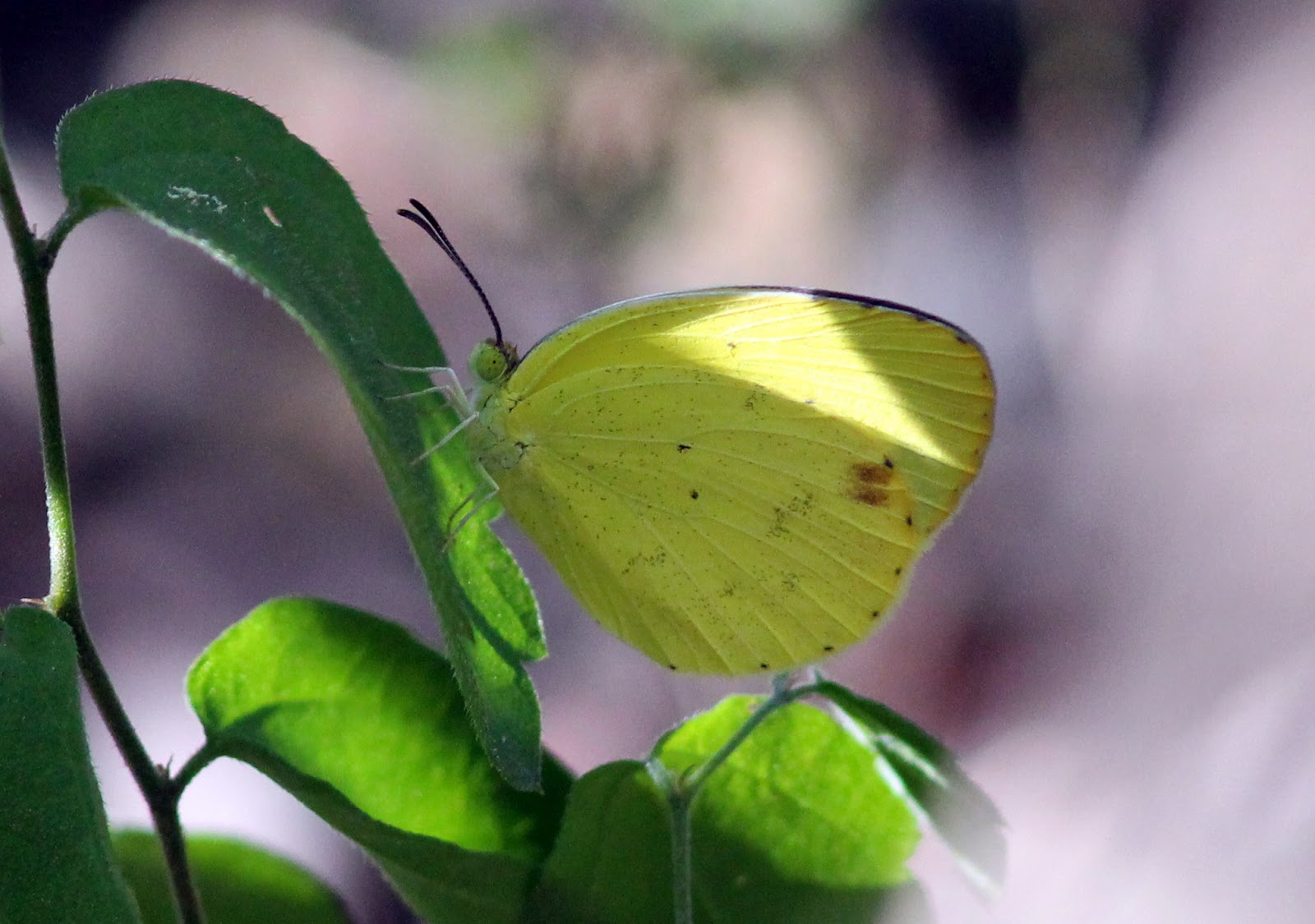 Rio Grande Valley Butterflies Santa Ana NWR, 6/9/13