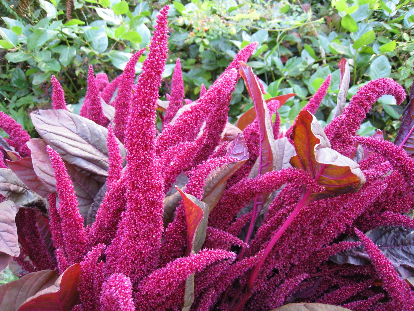 Christina's Garden amaranth and grapevines