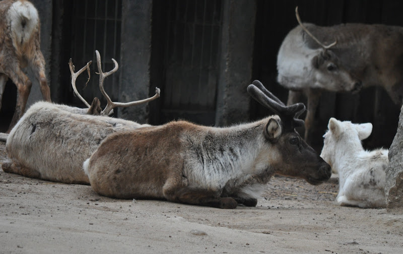 ZOOTOGRAFIANDO (MI COLECCIÓN DE FOTOS DE ANIMALES) RENO DOMÉSTICO