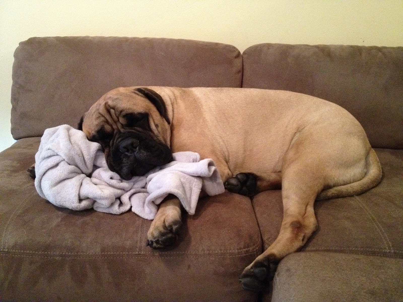 Harrison A day in the life of a Bullmastiff 20 questions Part I
