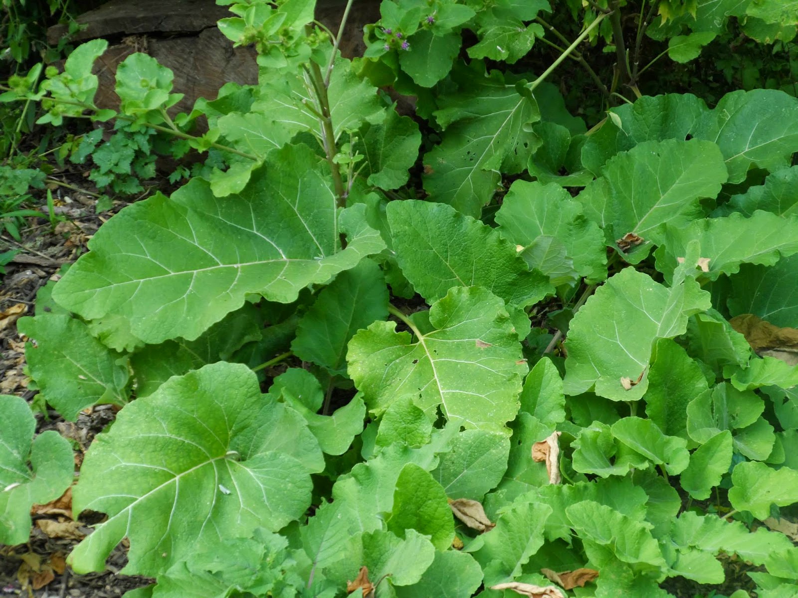 Burdock Tea Benefits Healthy Tea 101