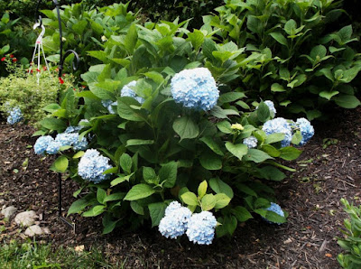 Lacecap Hydrangeas Your Own Little Fireworks Display Steemit