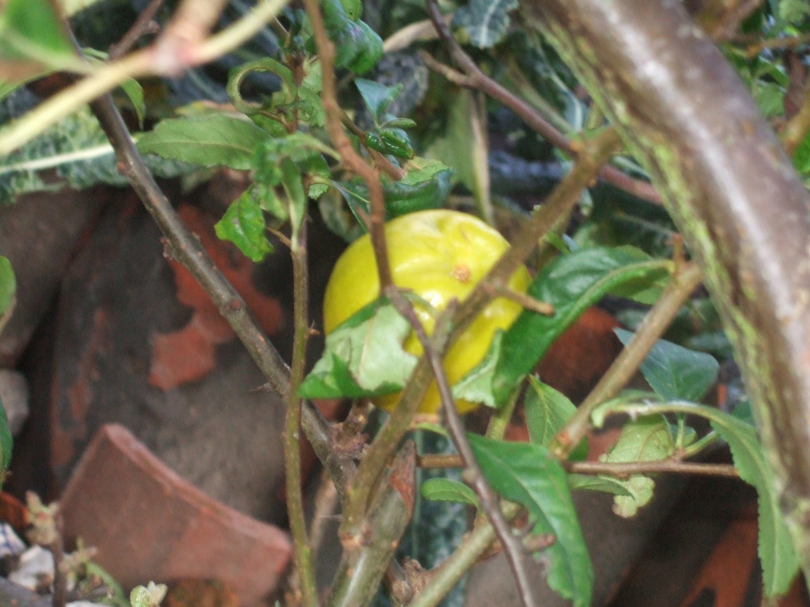 Fileygardener: Quince Japonica (Chaenomeles japonica)