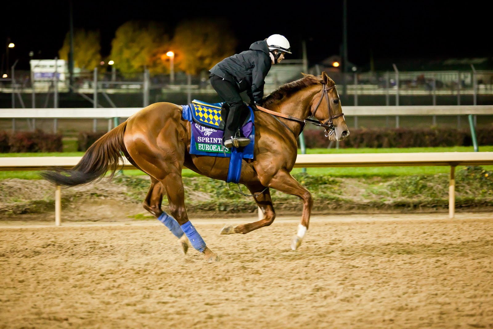 Past the Grandstand The Breeders' Cup Experience Photos