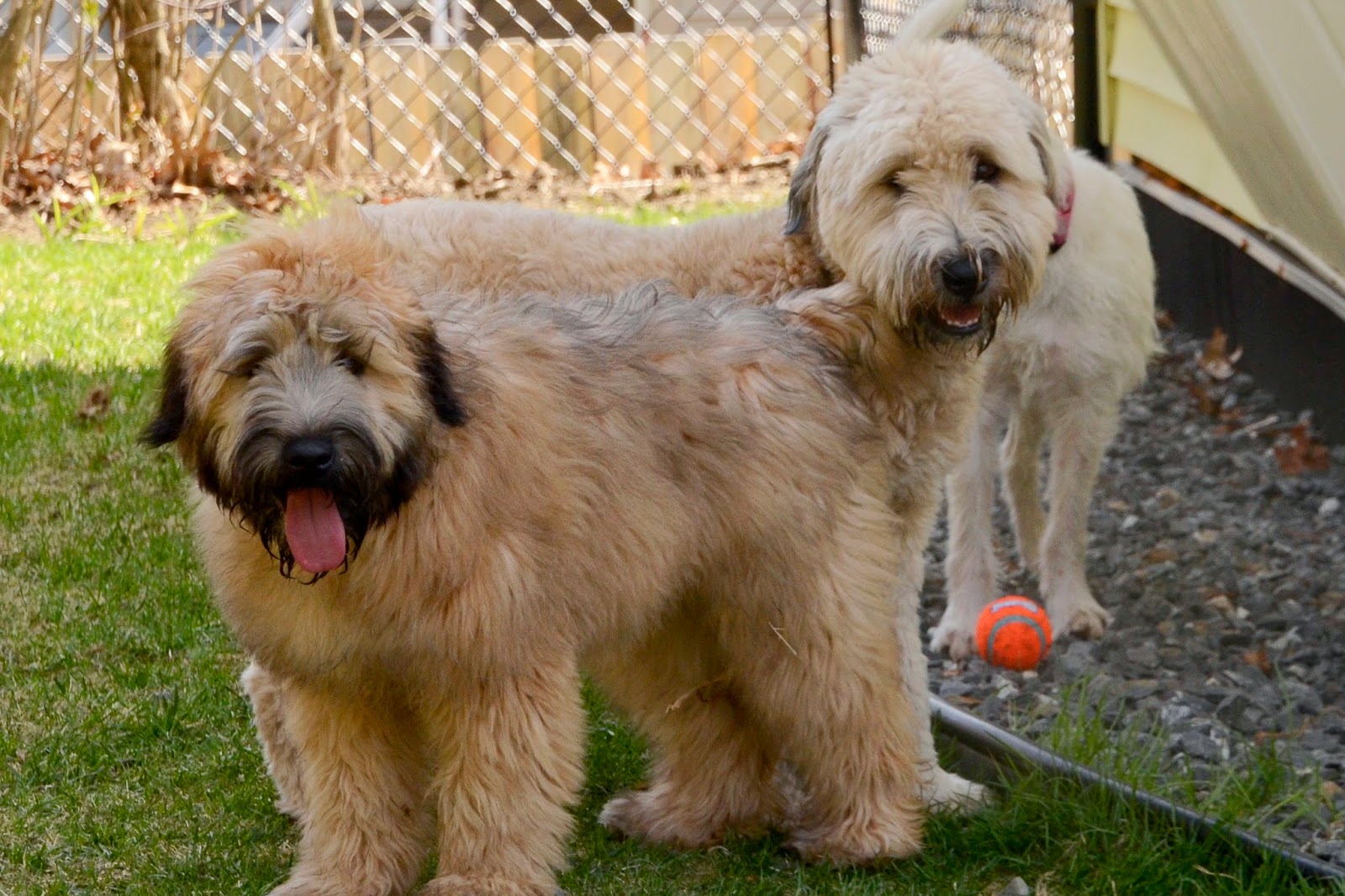 Frisky Fido Framingham Soft Coated Wheaten Terrier Puppies!!
