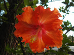 El hibisco, la flor familiar