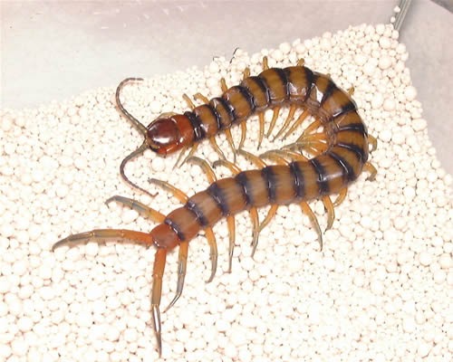 cognitiobrevis: LIPAN BERKAKI SERATUS