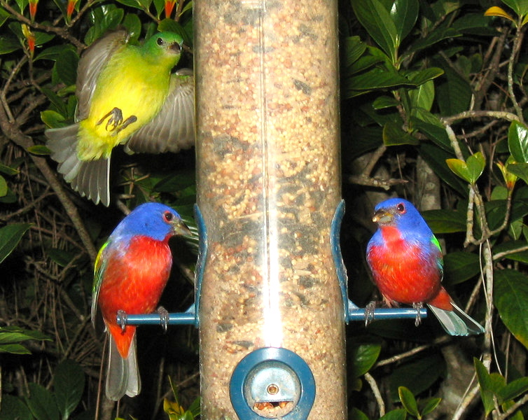 Phillip's Natural World Painted Bunting