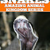 SNAKES: Fun Facts and Amazing Photos - Free Kindle Non-Fiction