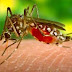 Aedes (Stegomyia) albopictus (το κουνούπι «τίγρης»)