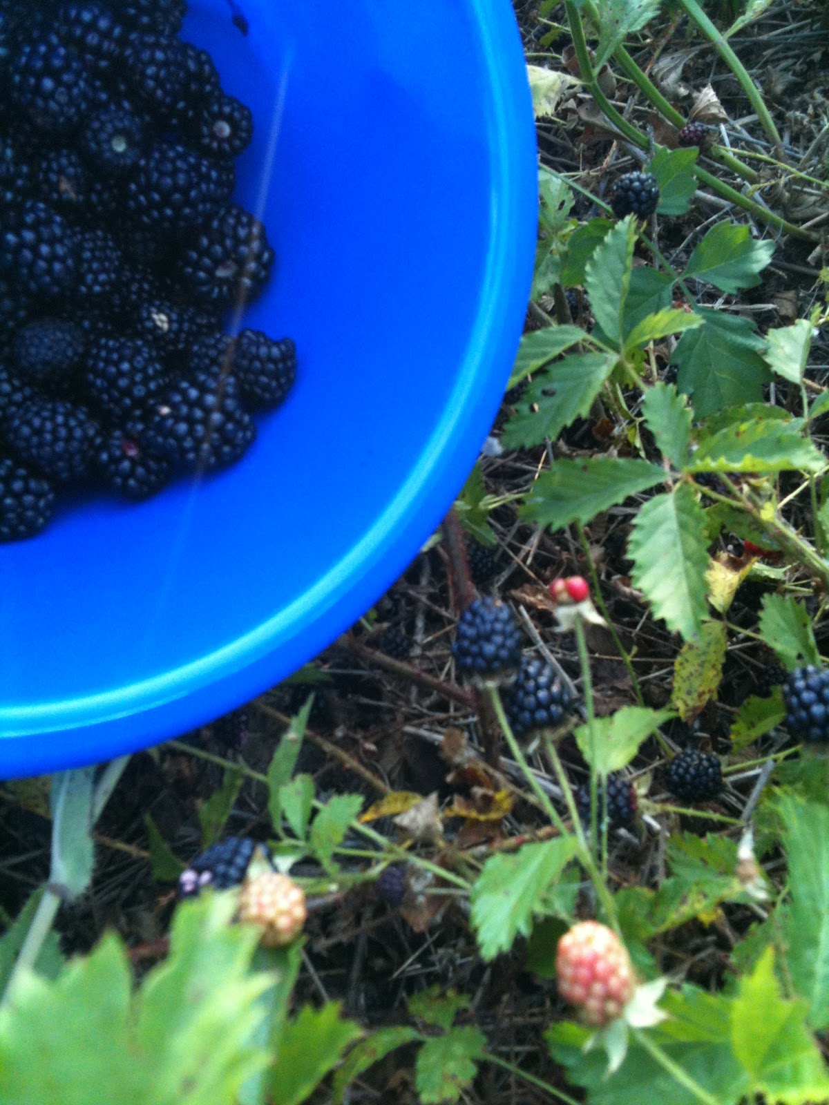 Dewberry season