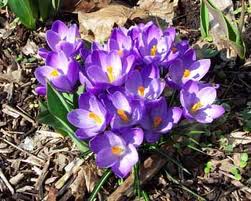 Weyburn Crocus Quilters