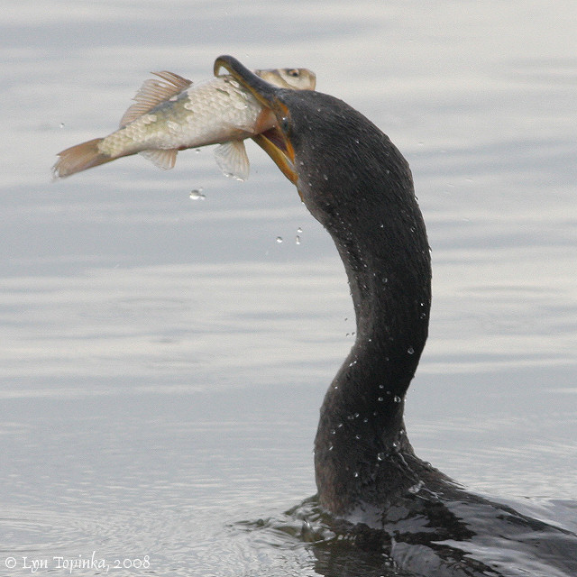 Special hunt authorized in South Carolina for double crested cormorants
