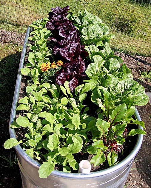 Rain Barrel Garden Thinning Radishes & Beets + Beet Greens Recipe