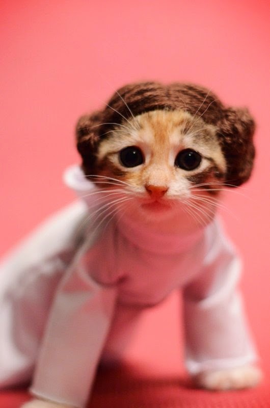 Cute Adorable Kitten Dressed Up Like Princess Leia Thephotomag