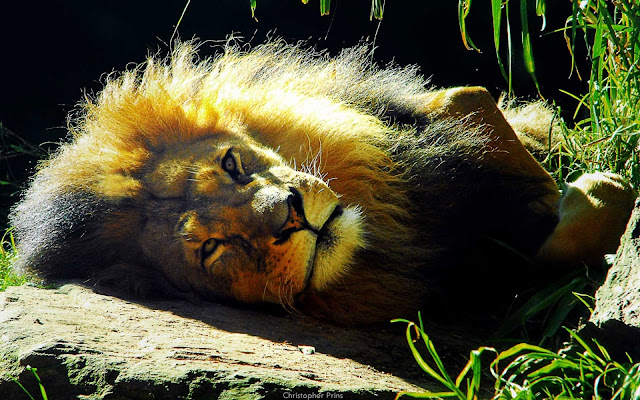 Lion Wallpapers - Digital HD Photos