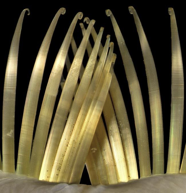 Real Monstrosities Ice Cream Cone Worm