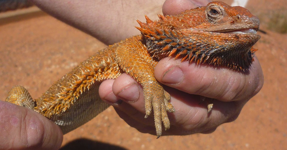 bearded-dragon-treats-diy-prepare.jpg