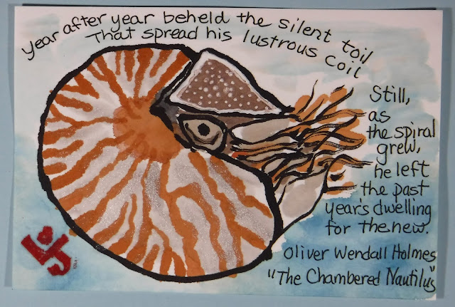 Nautilus etegami the chambered nautilus