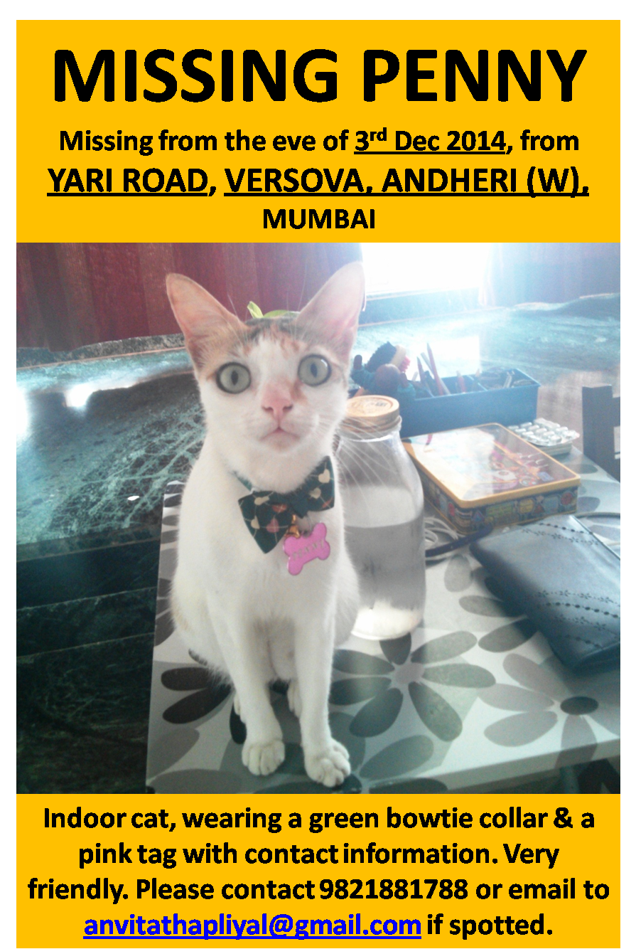 Penny Missing Cat Yari Road Versova Andheri Mumbai