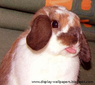 Funny Rabbit Pictures