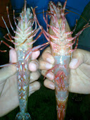 udang windu (penaeus monodon)