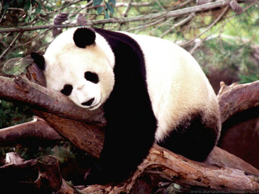 gambar panda comel - gambar panda - gambar panda comel