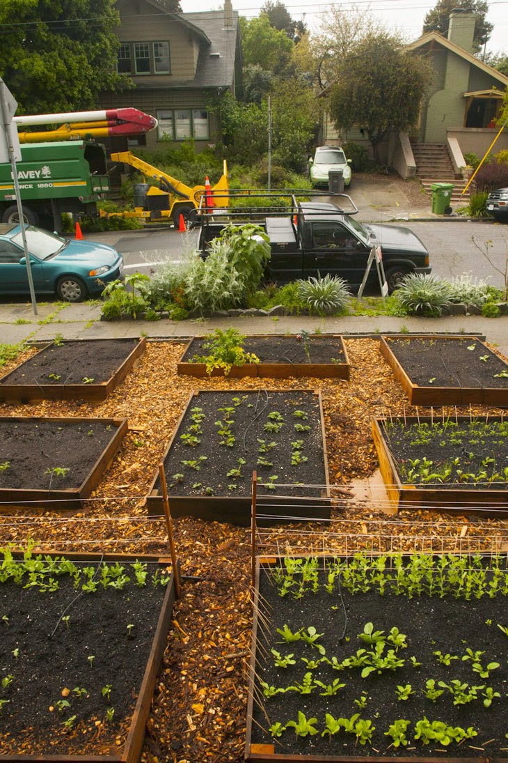 Support systems started coming up as the seeds began sprouting. - He Started With Some Boxes, 60 Days Later, The Neighbors Could Not Believe What He Built Support systems started coming up as the seeds began sprouting. - He Started With Some Boxes, 60 Days Later, The Neighbors Could Not Believe What He Built