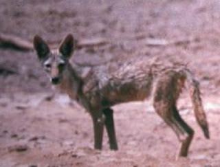 Ethiopian wolf