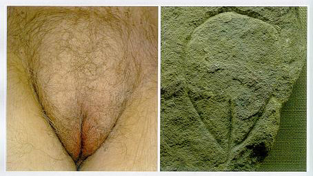 LA VIDA SEXUAL EN LA EPOCA DE LA PREHISTORIA la vida sexual en la epoca de la prehistoria: