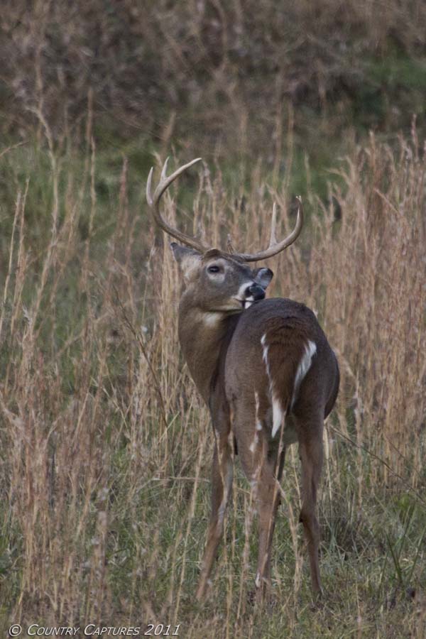 Pa Antler Restrictions For Military at Maurice Thompson blog