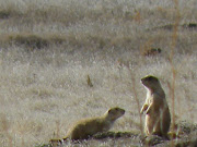 . let us see prairie dog, they were very active and we got to see several. (dscf )