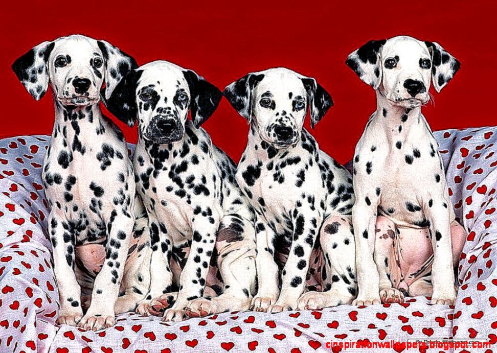 Dalmatian Dog Personality Appearances History and Pictures Dalmatian Dog Personality Appearances History and Pictures