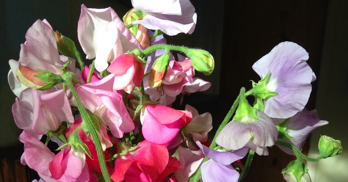 The Gwerclas Girl SWEET PEA HANDTIE