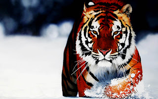 Tiger in Snow Winter Realisctic HD Wallpaper