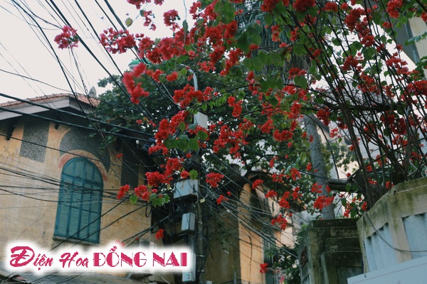 [Image: Do-ruc-nhung-chum-hoa-giay-giua-mua-dong-Ha-Noi-2.jpg]