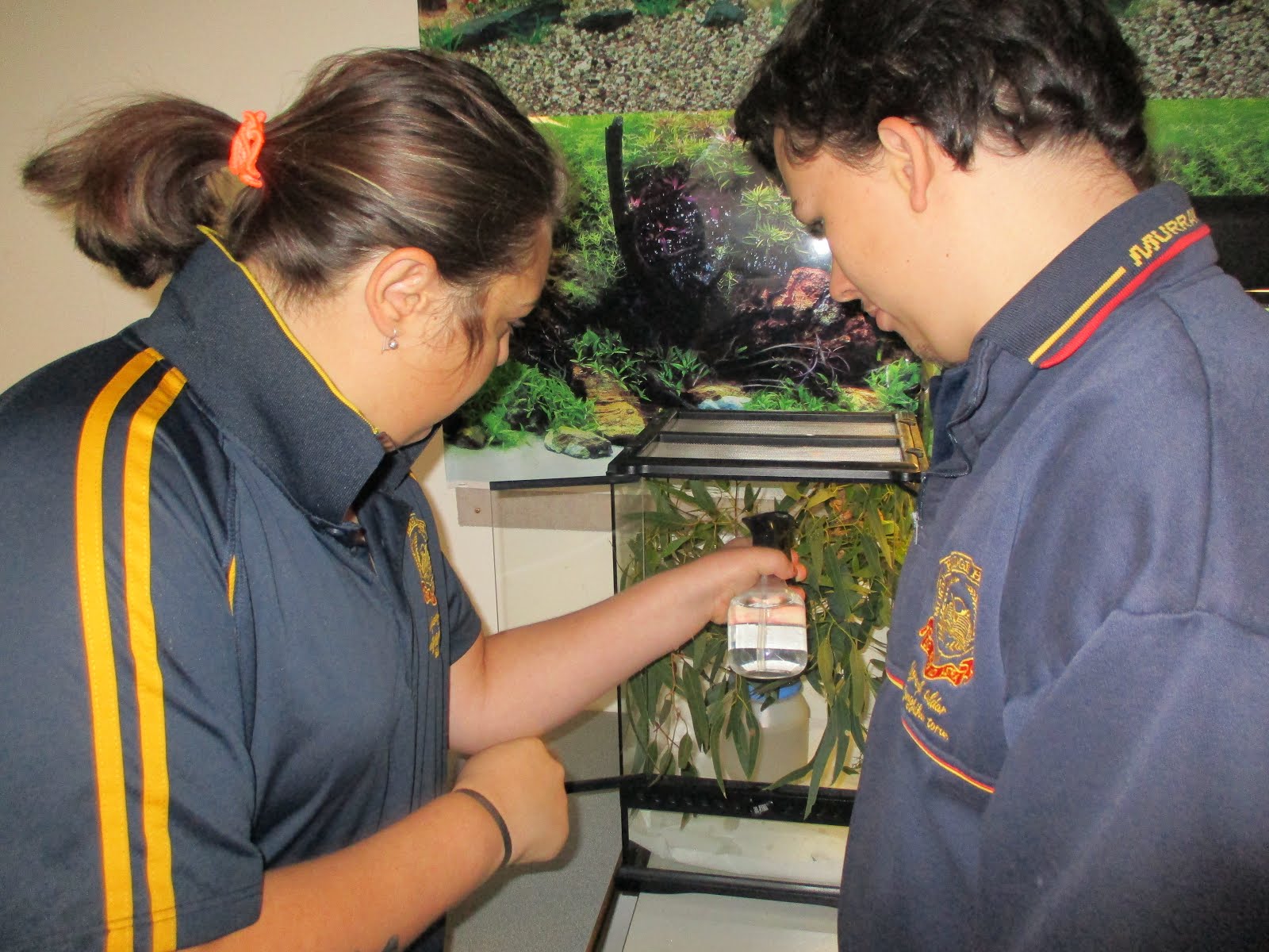 We enjoy taking care of the spiny leaf insects.